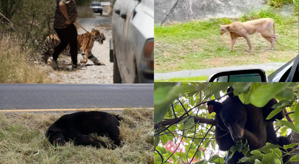 Diputados exigen medidas ante aumento de avistamientos de fauna silvestre en Nuevo León