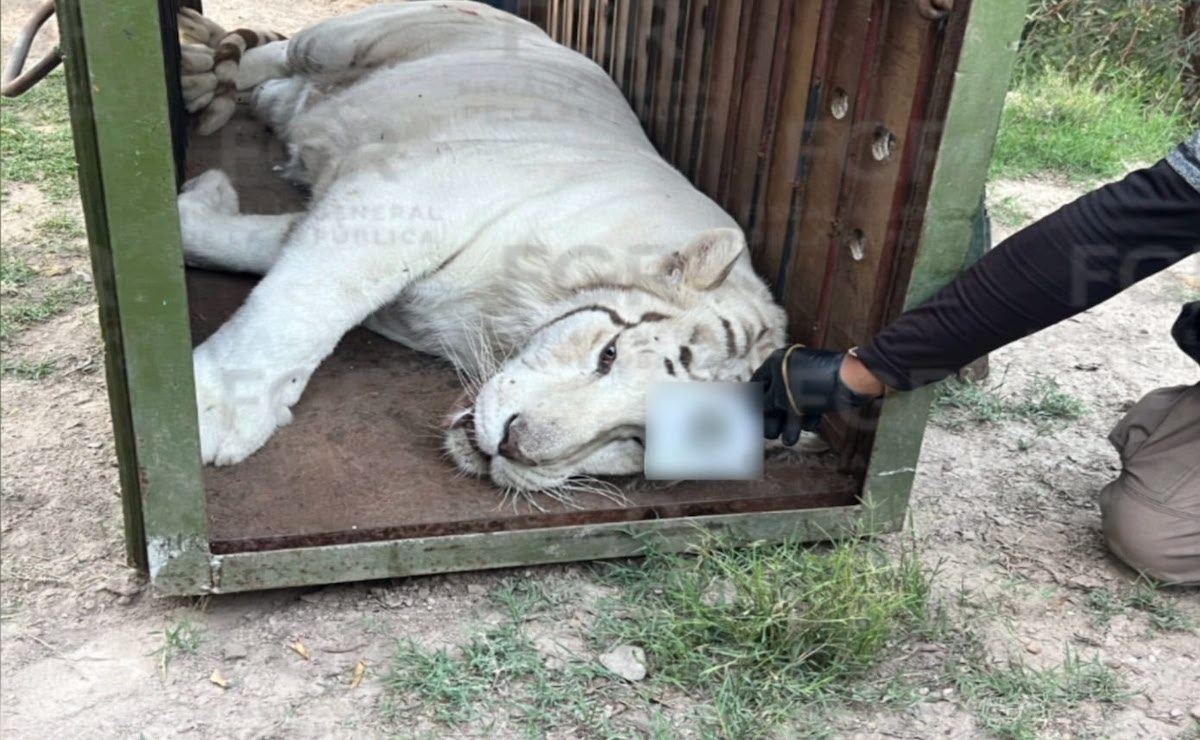 Operativo en Durango asegura tigres de Bengala y equinos exóticos