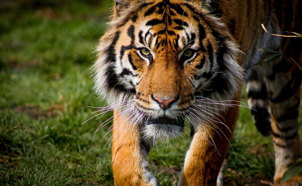 Tigre escapa de reserva en Edomex y causa conmoción en Tepetlaoxtoc